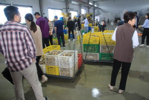 國家重點研發(fā)計劃 藍色糧倉科技創(chuàng)新 重點專項 重要水產(chǎn)養(yǎng)殖生物抗病和抗逆性狀的遺傳基礎(chǔ)與調(diào)控機制 項目中期檢查會在乳山召開