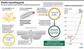 能“吃”塑料袋的蟲(chóng)子 生物科技的神奇突破