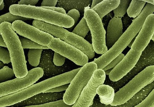 貝塔酸與生物科技 推動(dòng)人類(lèi)健康的新引擎